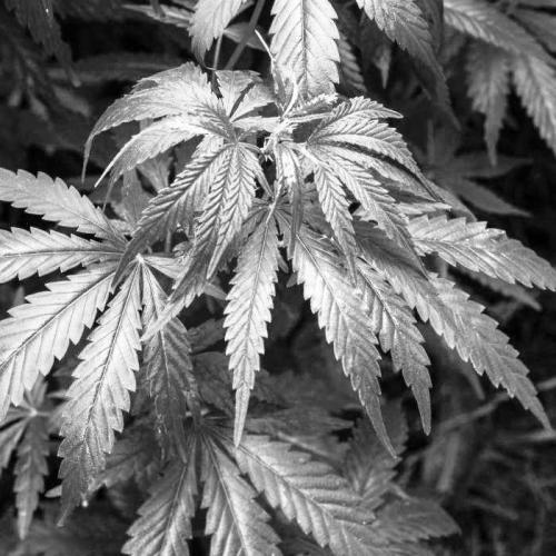 The Benefits of Hemp Oil for your face and hair